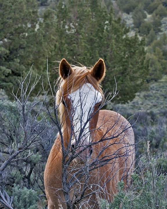 Palomino Buttes HMA, Oregon Filly - Image #5316