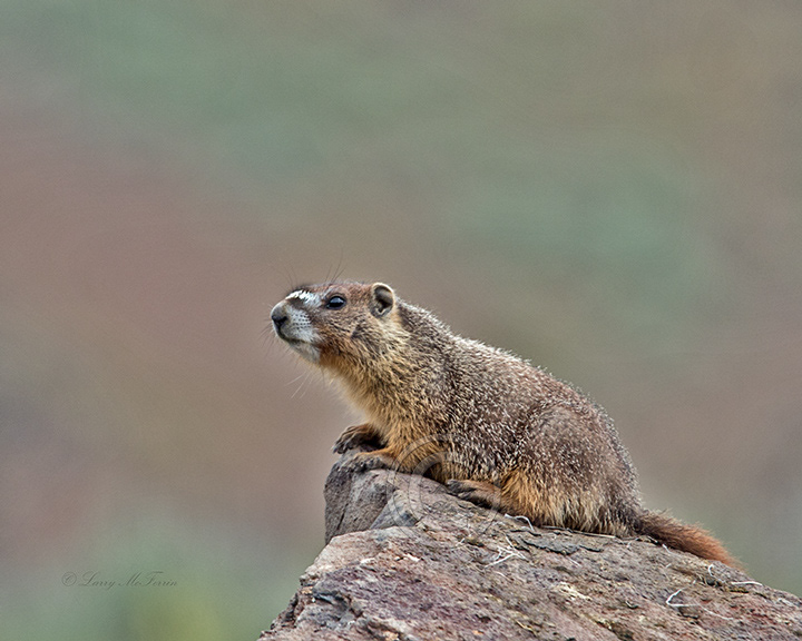 Yellow-bellied Marmot - Image 9338