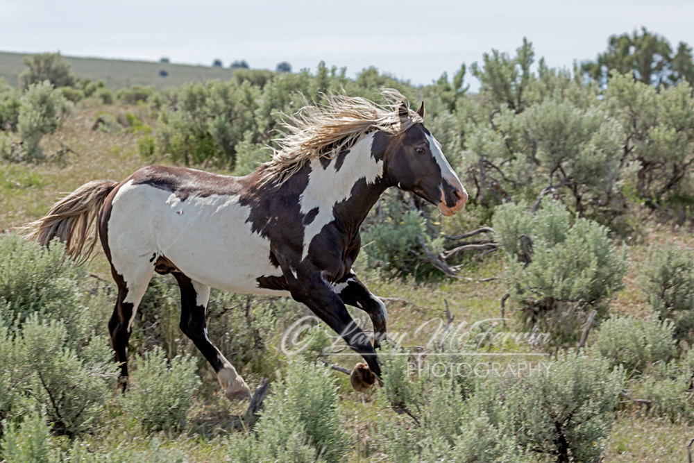 Maestro - S. Steens HMA Stallion - Image #9950