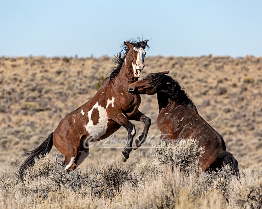 Ditto & Cloud Walker - S. Steens HMA Stallions - Image #1311