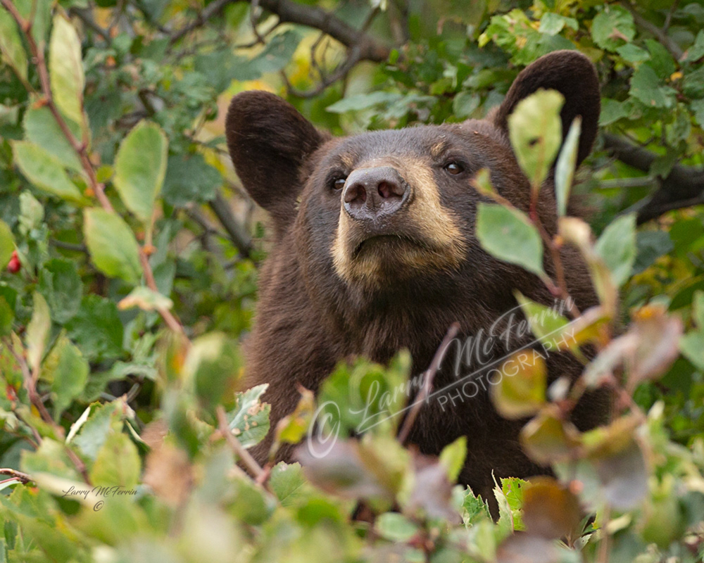 Black Bear - Image 5796