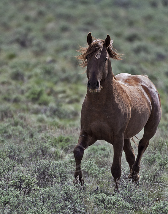 Palomino Buttes HMA, Oregon Stallion - Image #7746