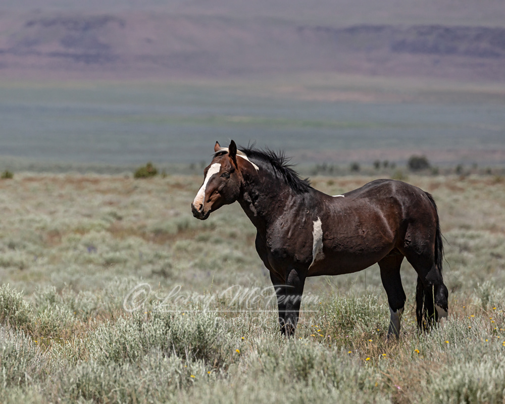 Tomahawk - S. Steens HMA Stallion - Image #9731