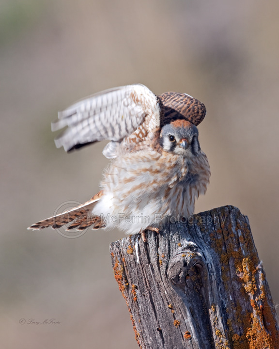 American Kestrel - Image 3663 