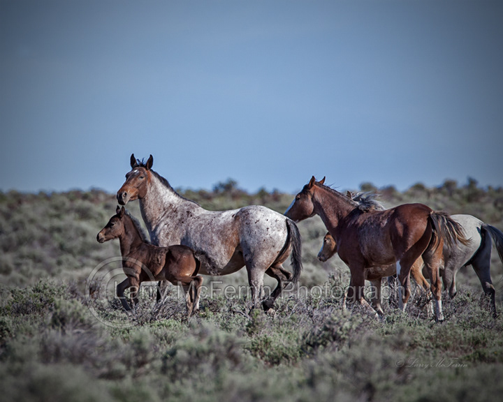 Mustangs - Warm Springs HMA, Oregon - Image #3512