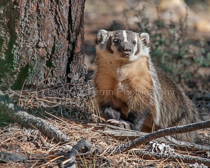 American Badger - Image 1580