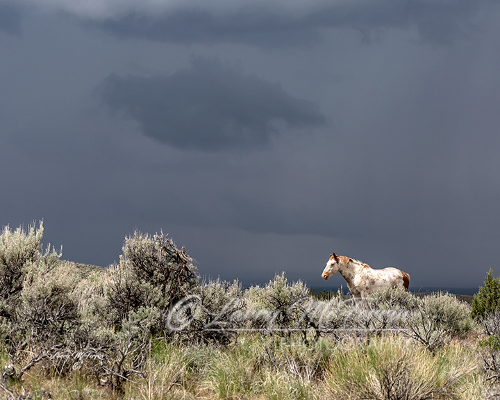 One-eared Jack - S. Steens HMA Stallion - Image #6208