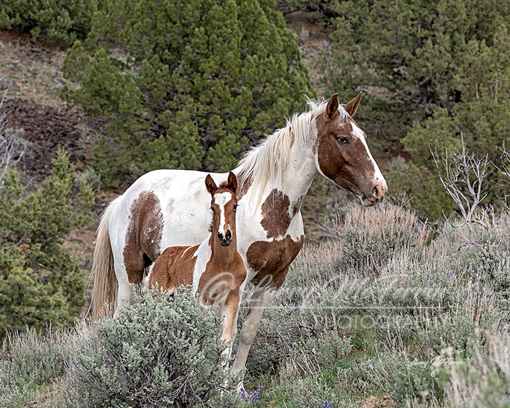 Terra & Foal - S. Steens HMA Mustangs - Image #5521