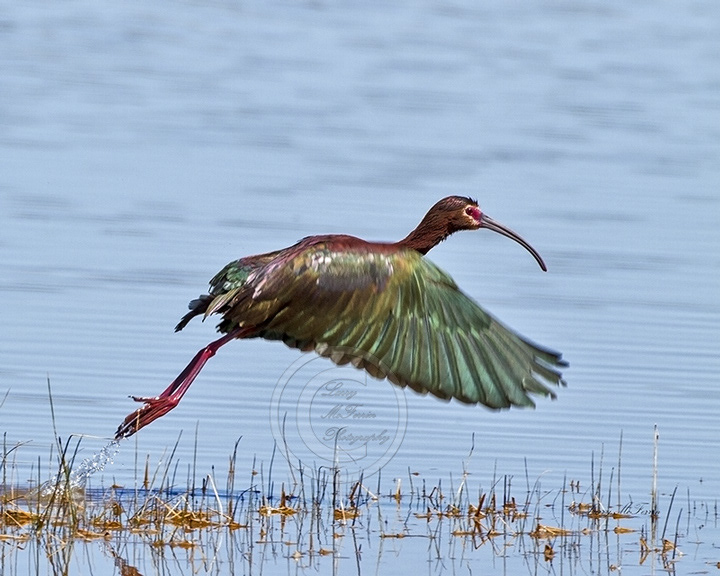 White-faced Ibis - Image 8649