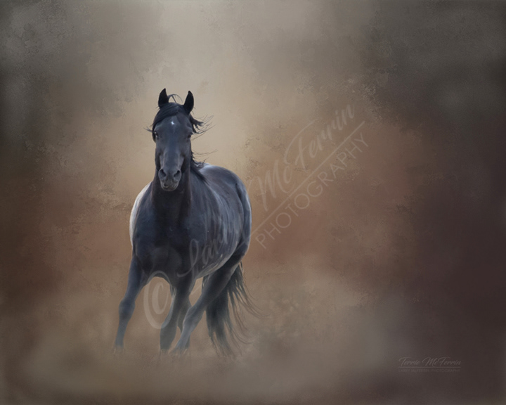 Dustdevil, S Steens Stallion, Oregon - Image 3210DA