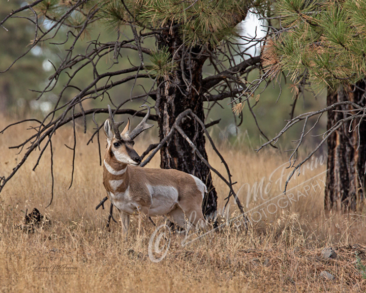 Pronghorn Buck - Image 2558