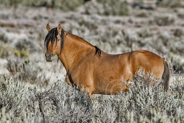 Kiger HMA, Oregon Stallion - Image #3167