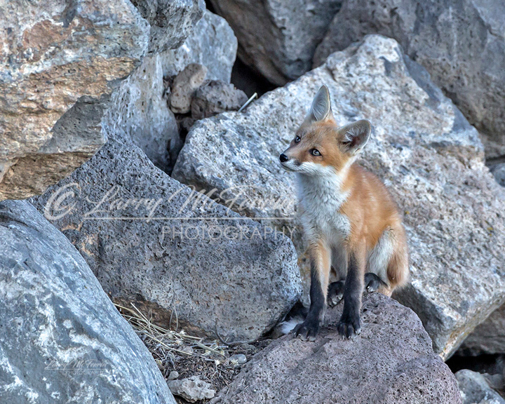 Red Fox Kit - Image 2358