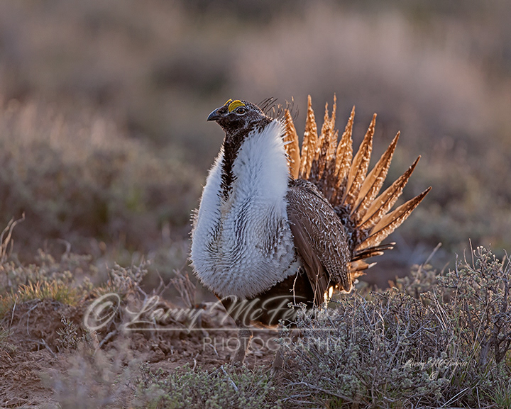Greater Sage Grouse - Image 2819