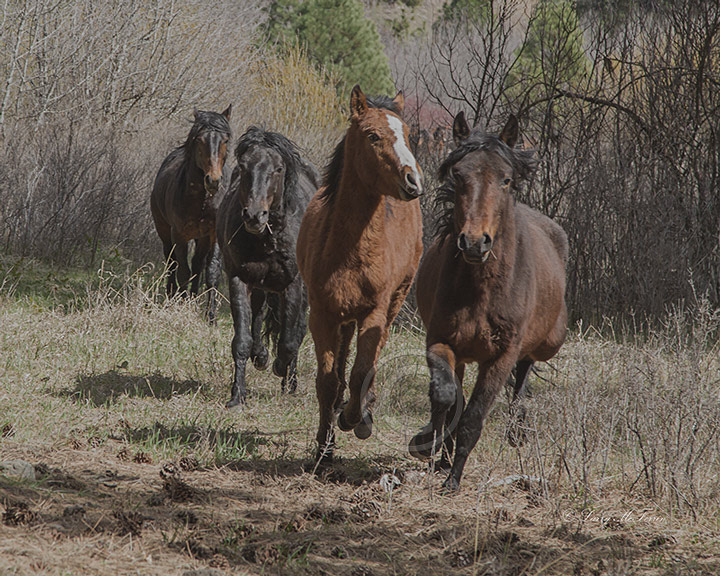 Big Summit Territory Wild Band - Image #6980