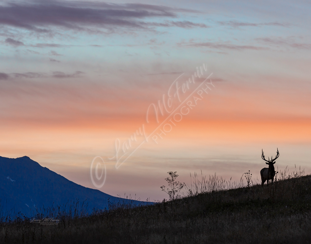 Montana Bull Elk - Image 9404