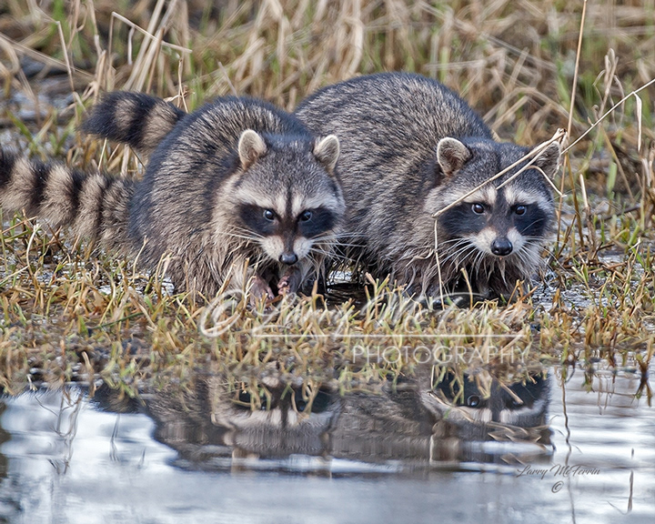 Raccoon - Image 5379