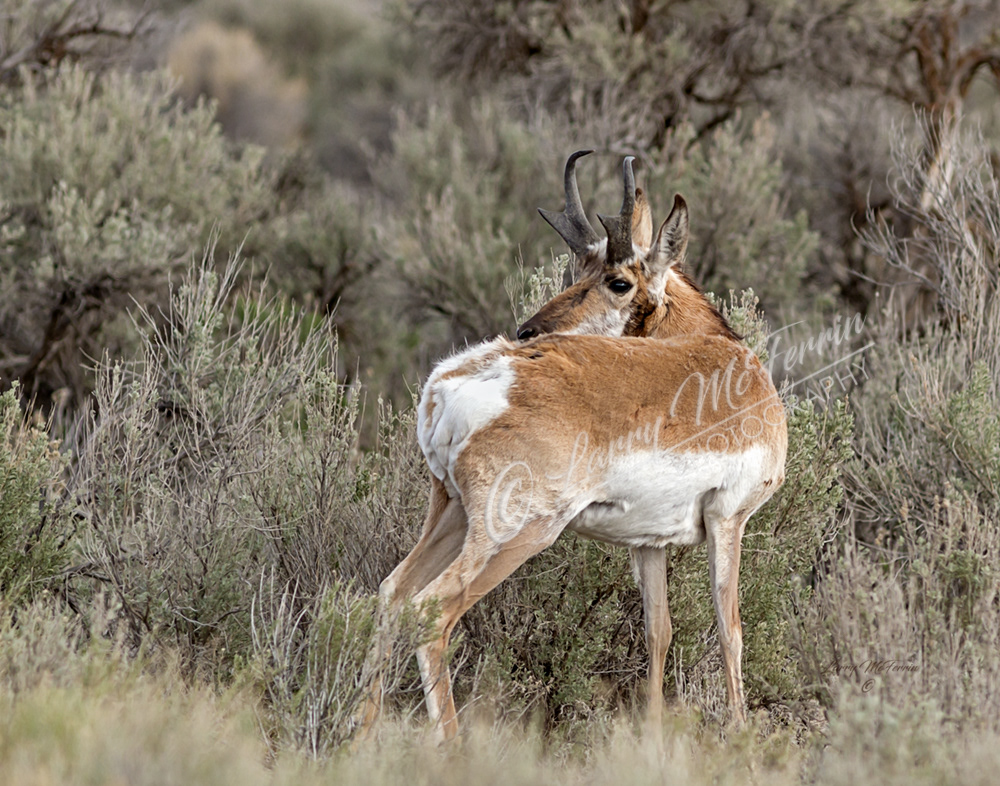Pronghorn Buck - Image 0071
