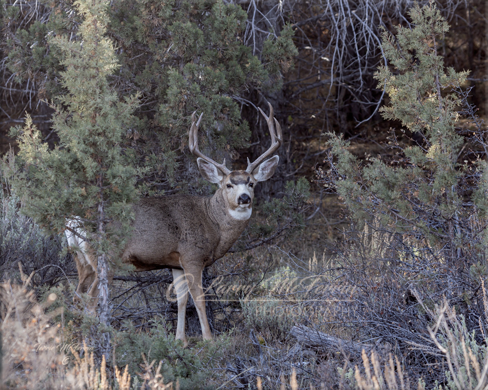 Mule Deer Buck - Image 5197