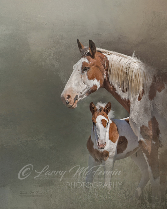 Chinook and Foal, S Steens Mustangs, Oregon - Image 6105DA