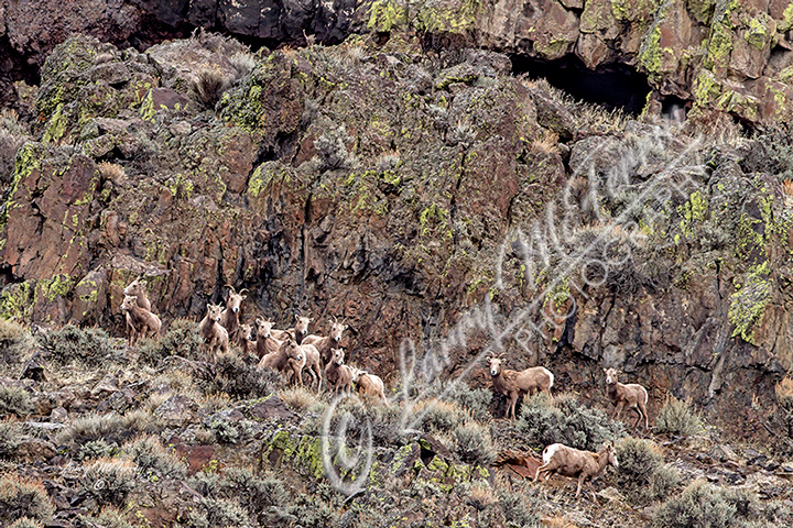 California Bighorn Sheep - Image 1771