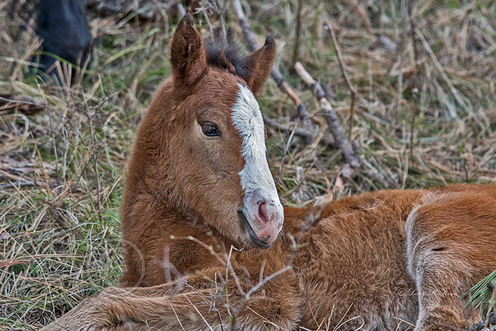 Big Summit Territory Wild Foal - Image #5146