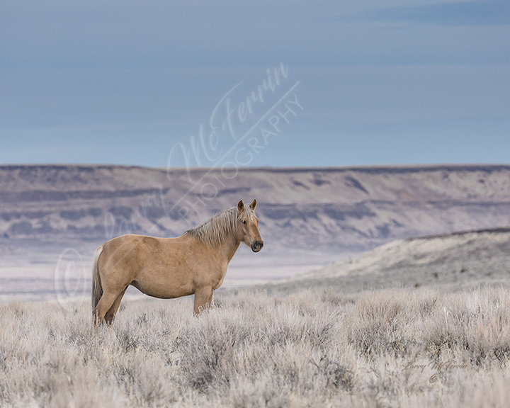 Aphrodite - S. Steens HMA Mare - Image #2733