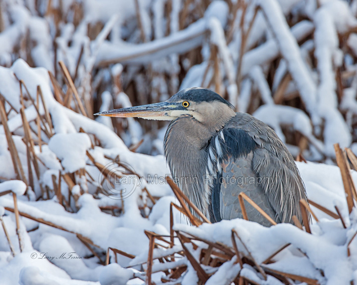 Great Blue Heron - Image 0244