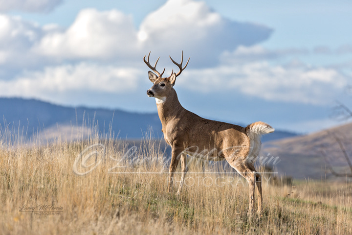 Larry McFerrin Photography - Whitetail Deer