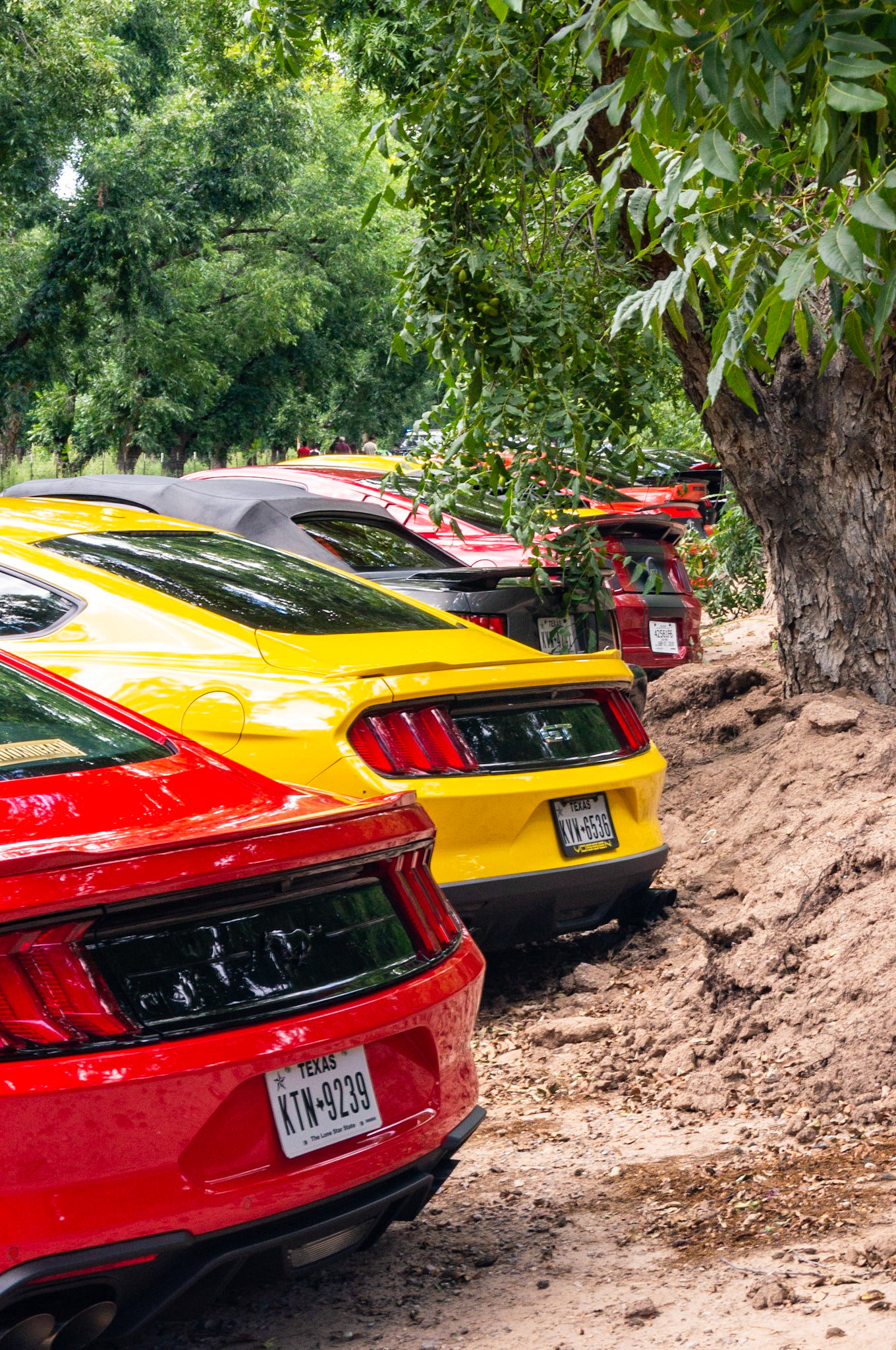 Mustang Line Up Rear View