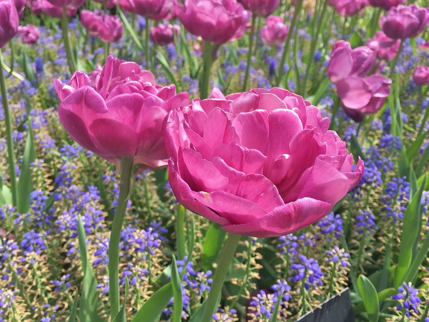 Keukenhof, Países Baixos, 2018