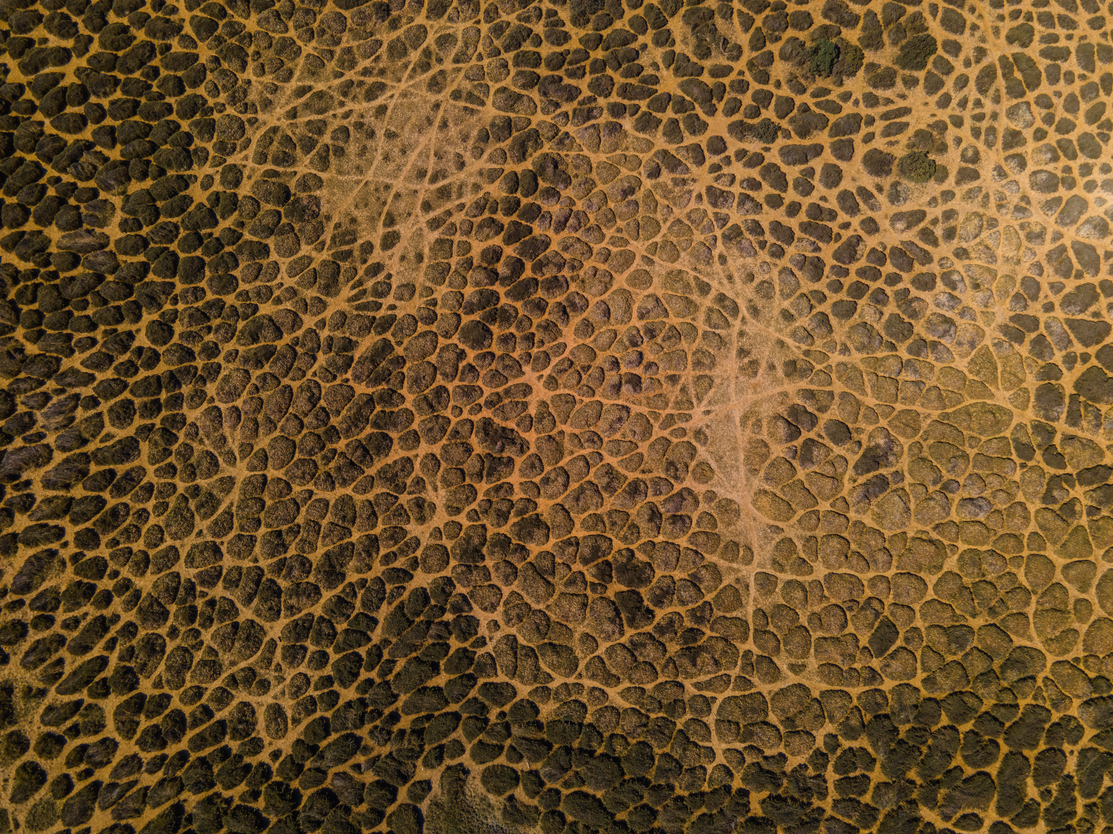 Lizard Skin - Swakop Rivermouth From Above