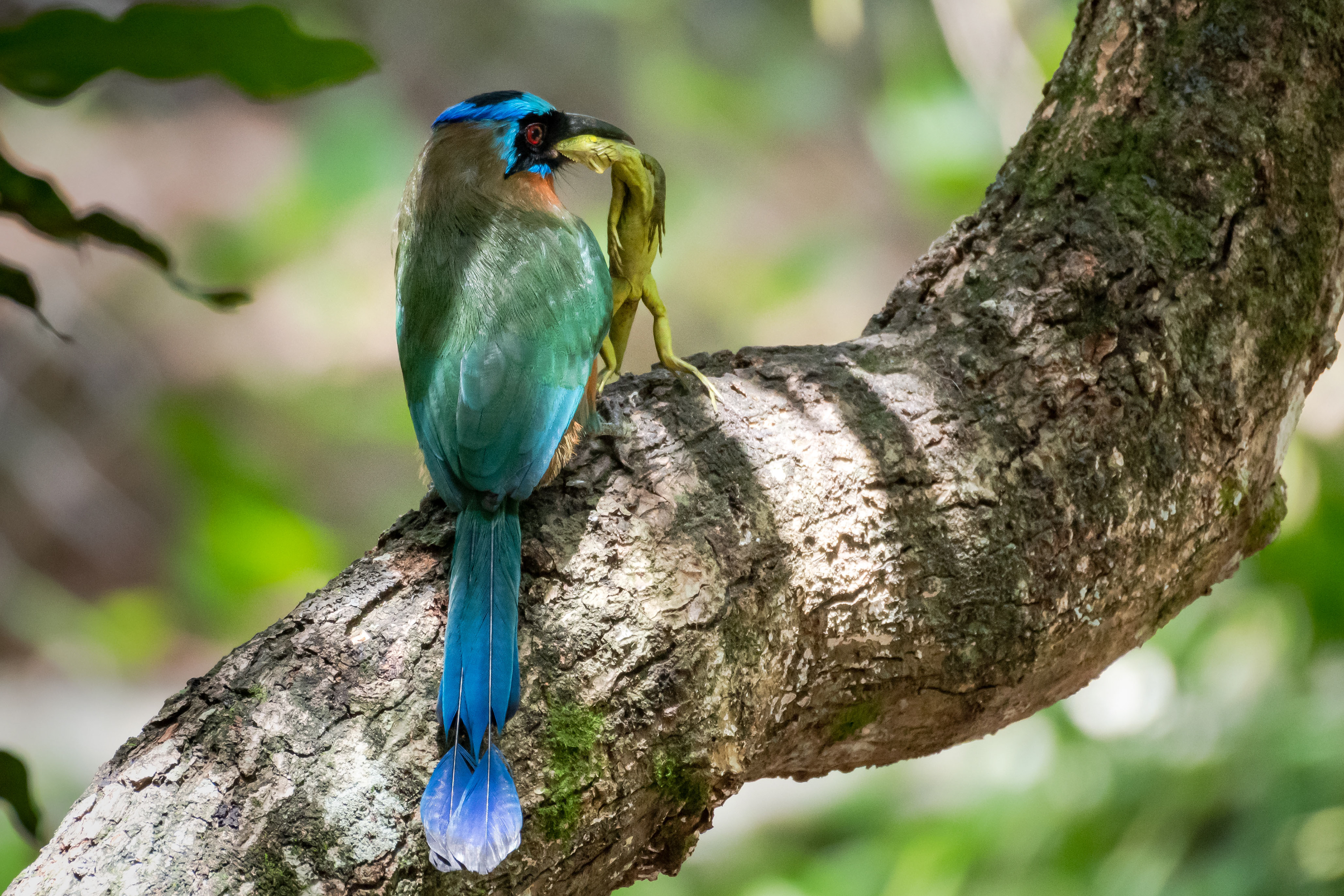 birds-daily-feature-photo-by