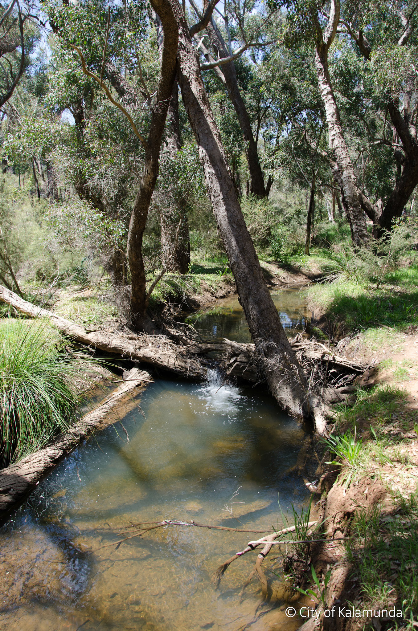 Piesse Brook