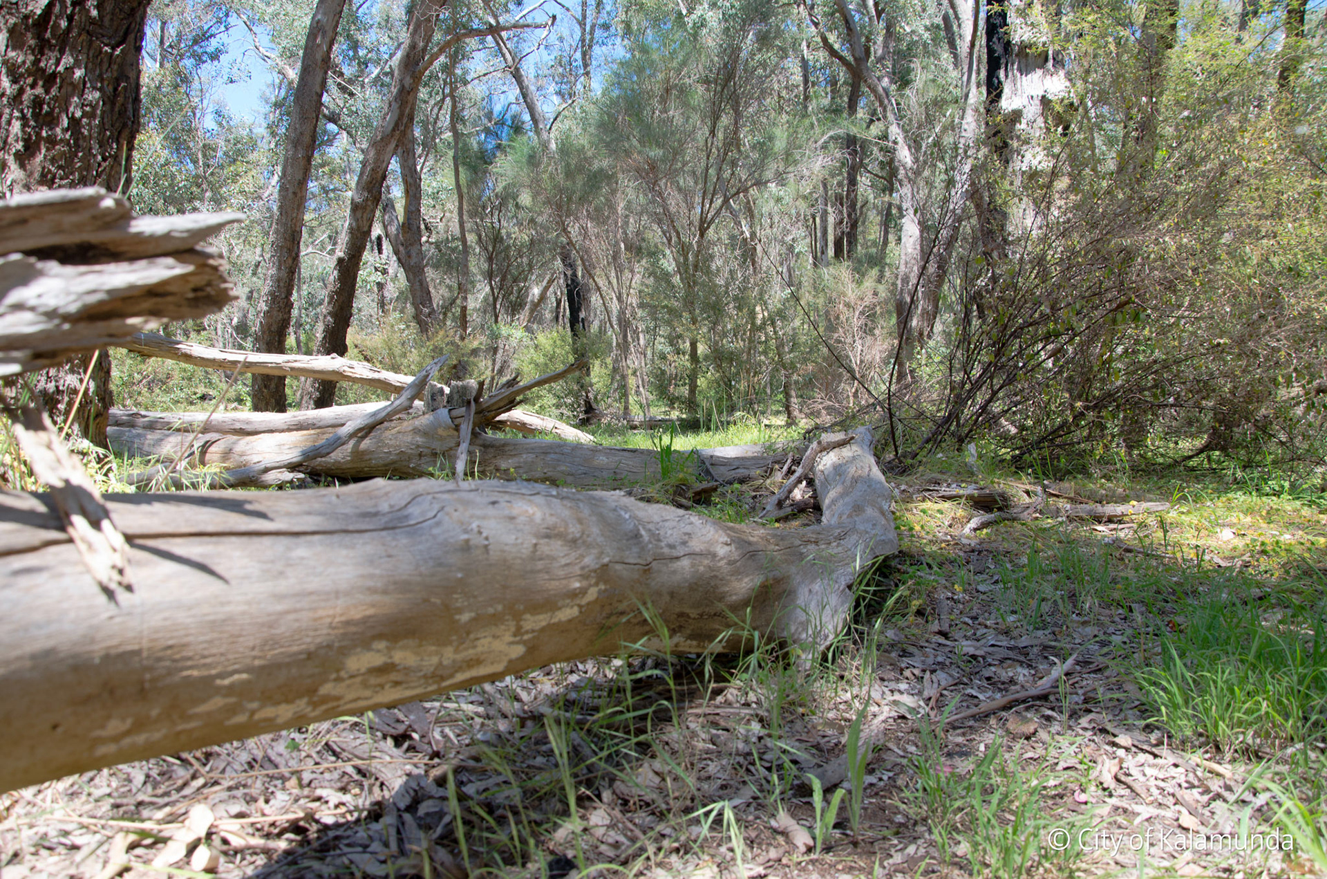 Piesse Brook