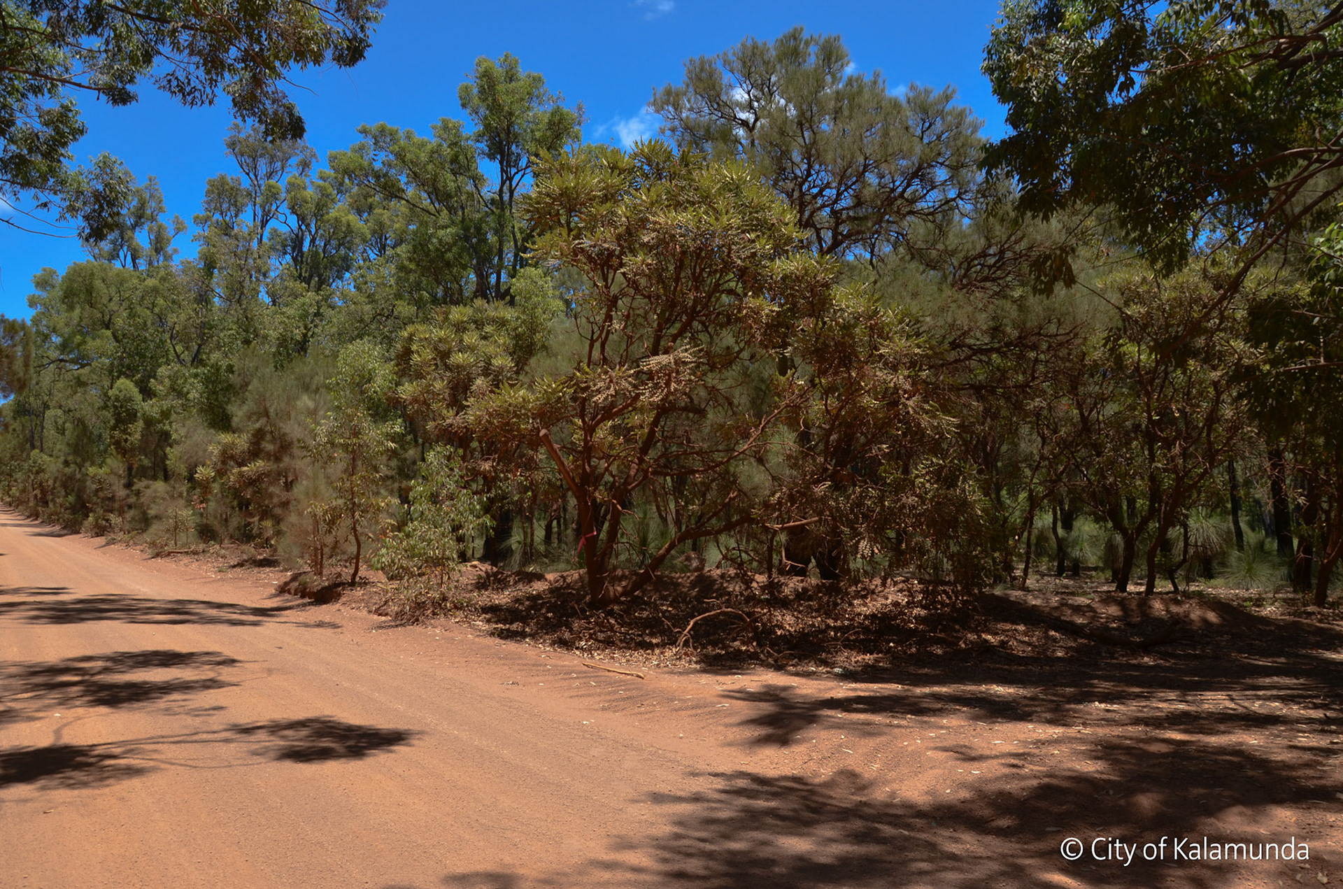Hacketts gully