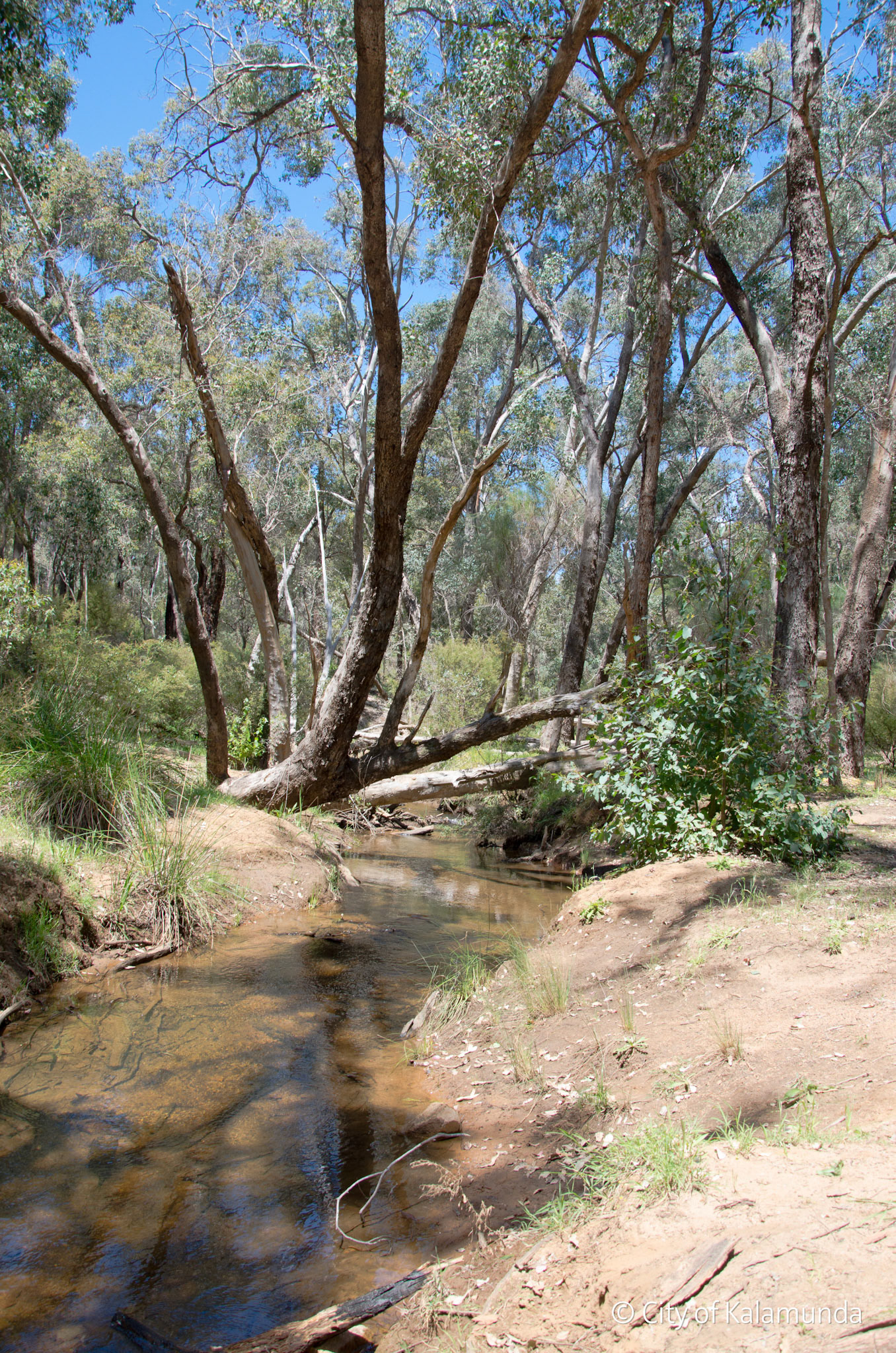Piesse Brook