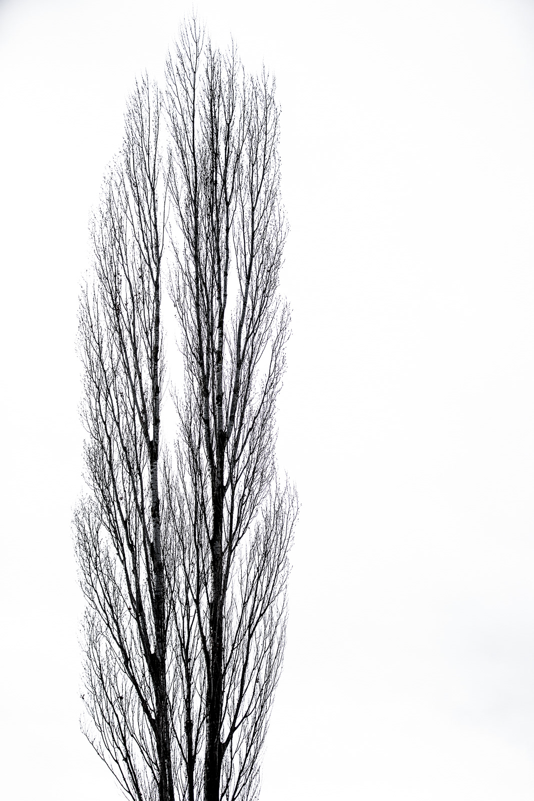 Black and white