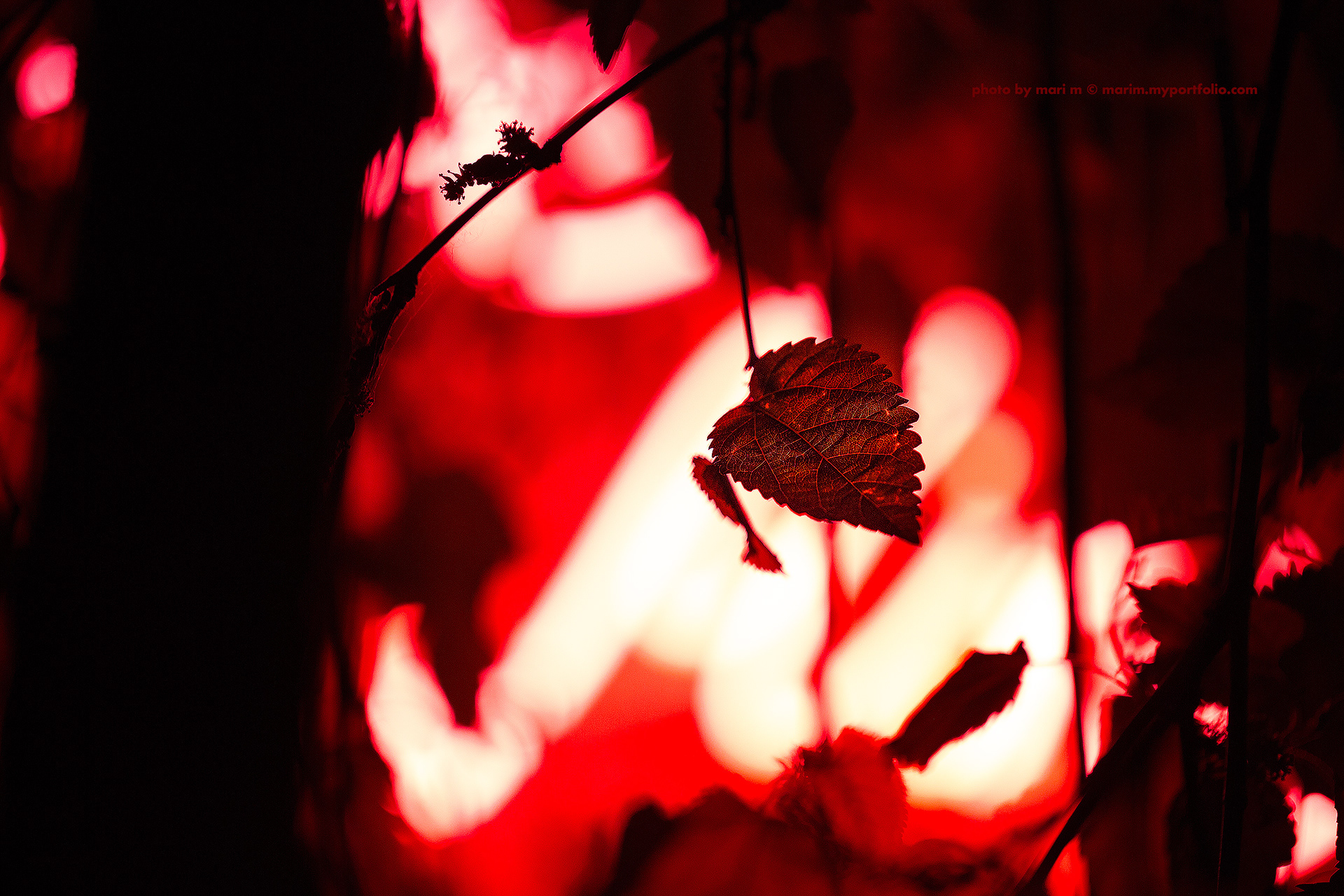 Leaves in the Offbeat Red Light