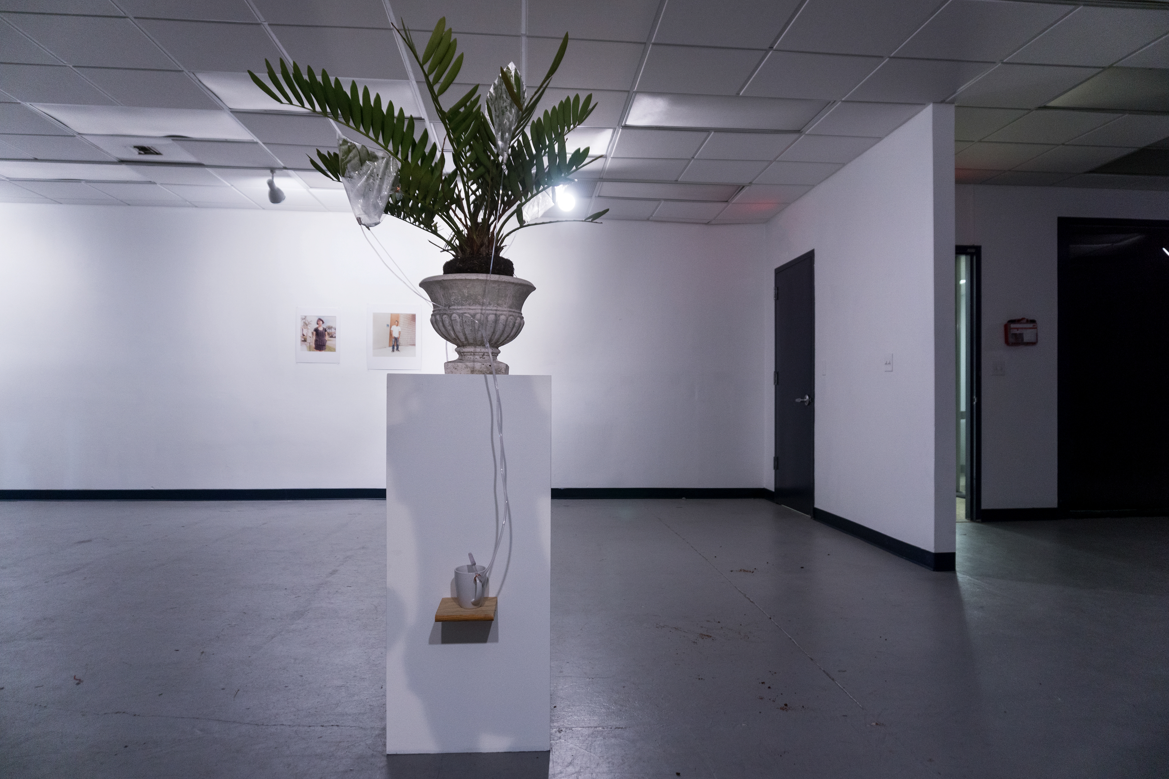 Alisa Steele, "Fountain", 2017, Mother’s Zamia, plastic tubes, plastic bags, wood, ceramic cups, cement urn planter, Dimensions variable