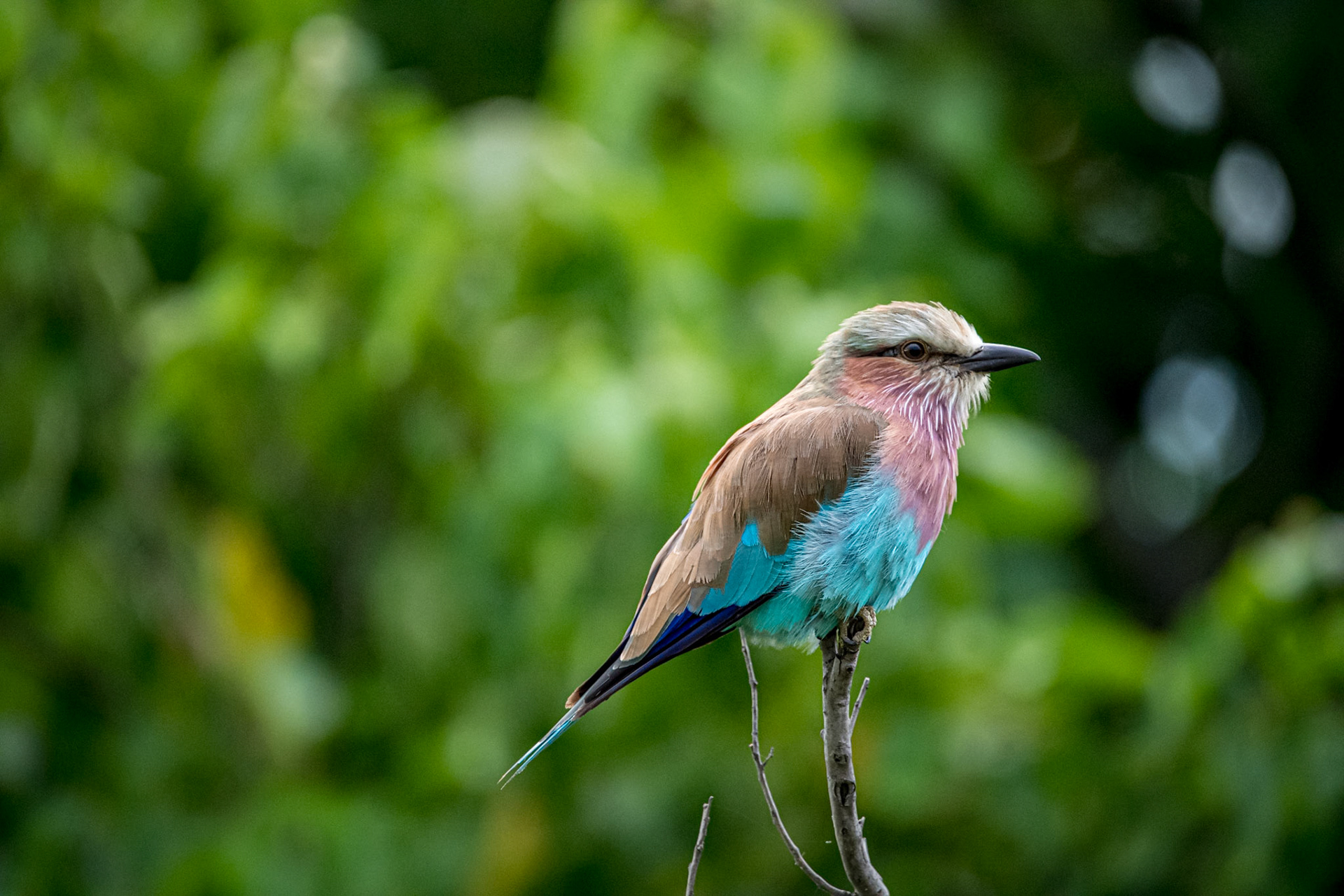 Lilac-breasted roller