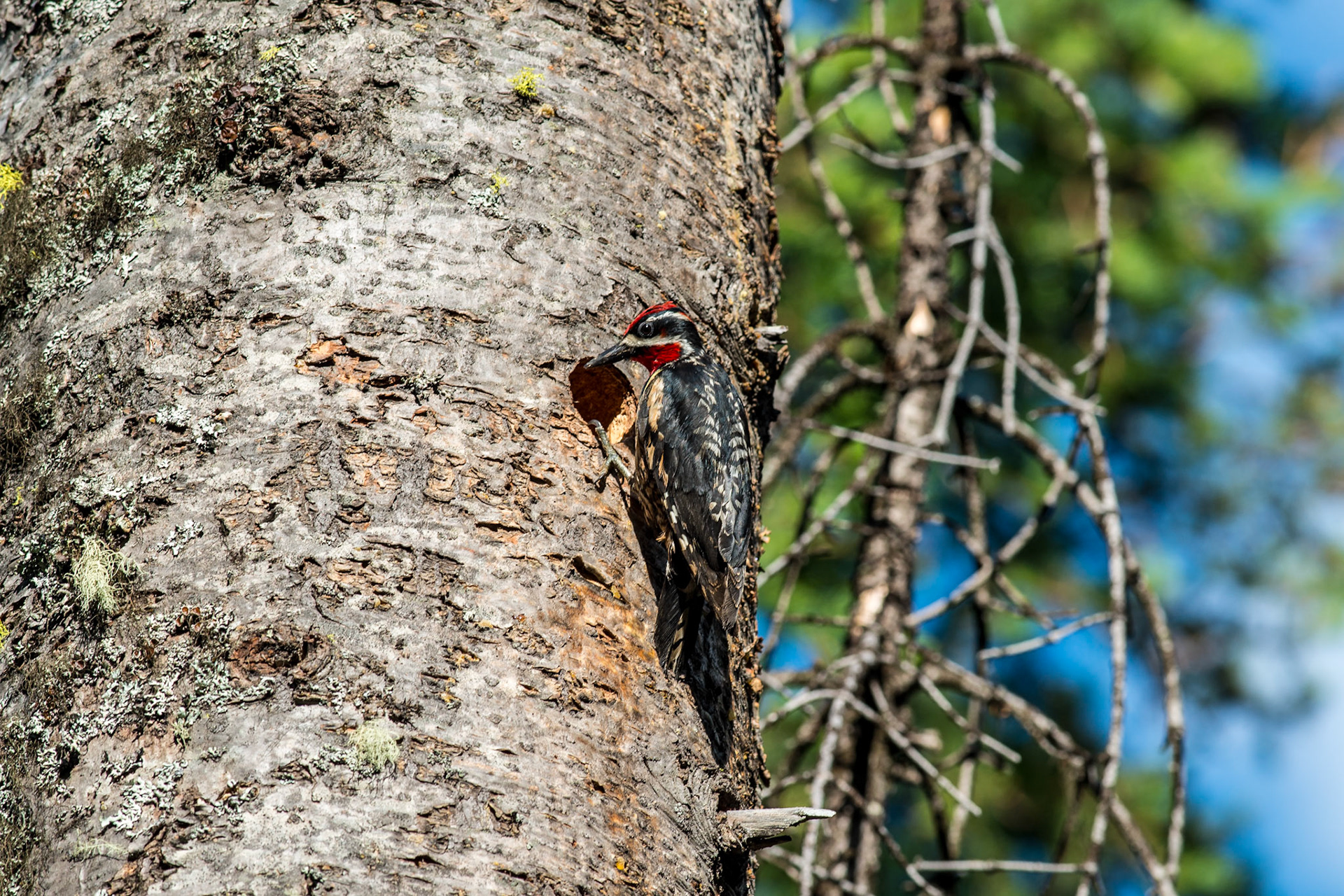 Yellow_belied Sapsucker