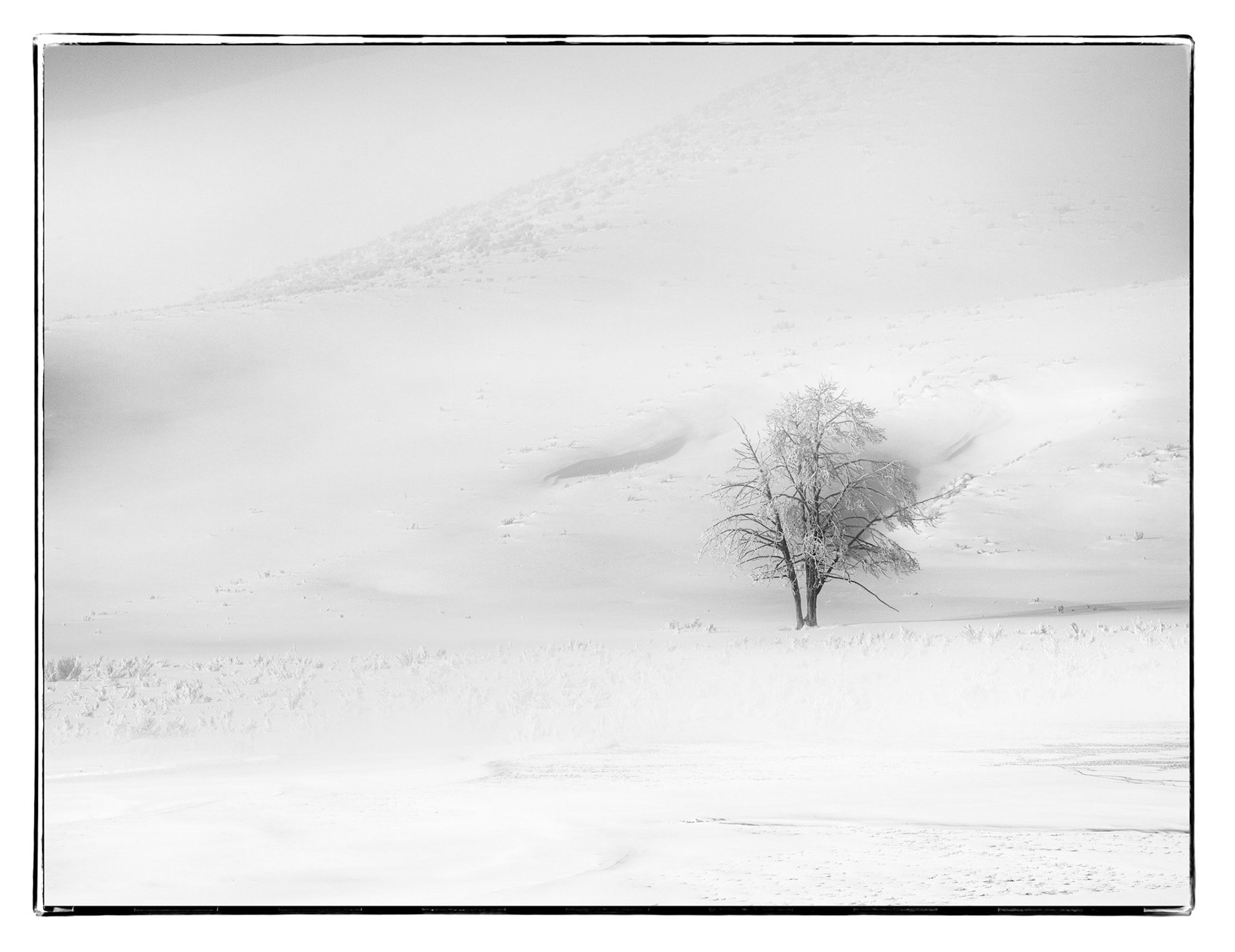 Lone Tree