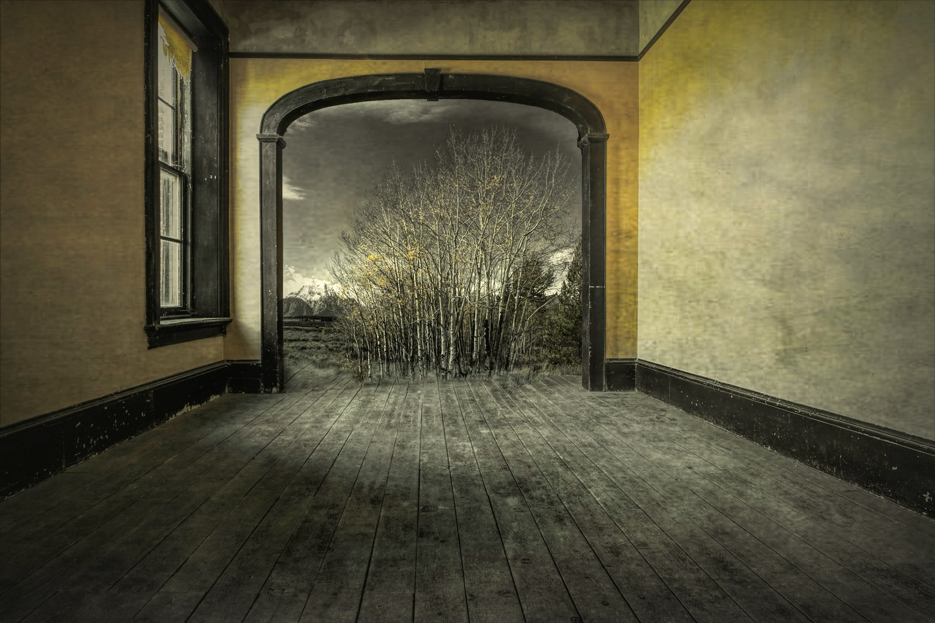 Bannack Birch