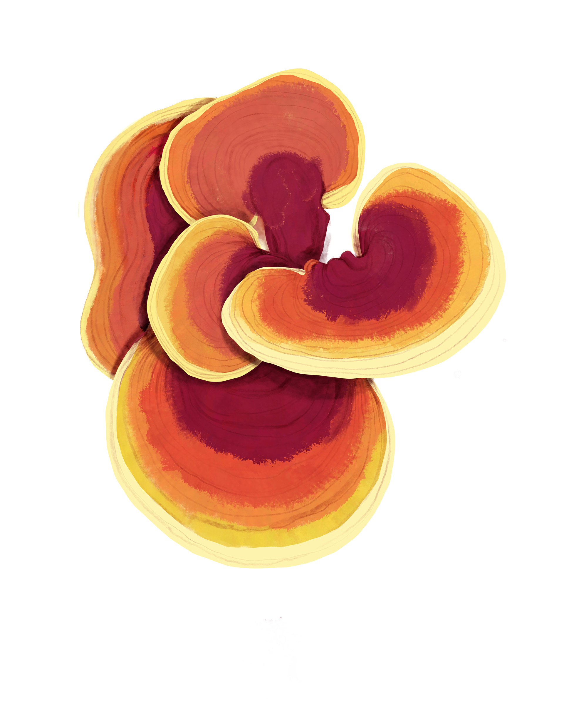 Reishi Mushroom