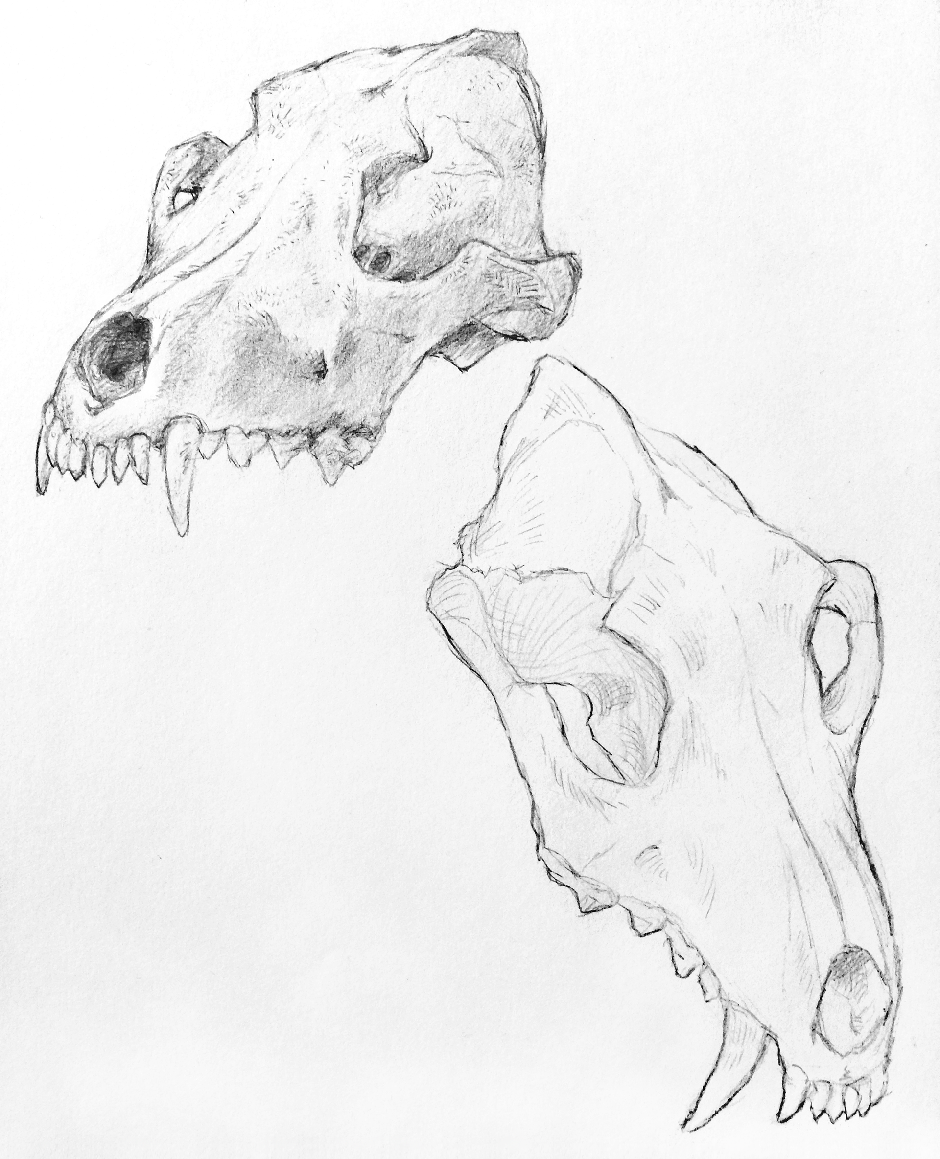 Coyote Skull; Pencil