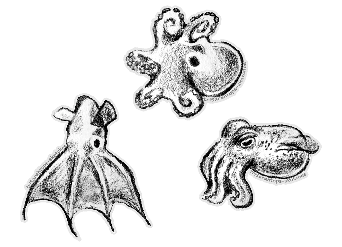 Cephalopods; Pencil