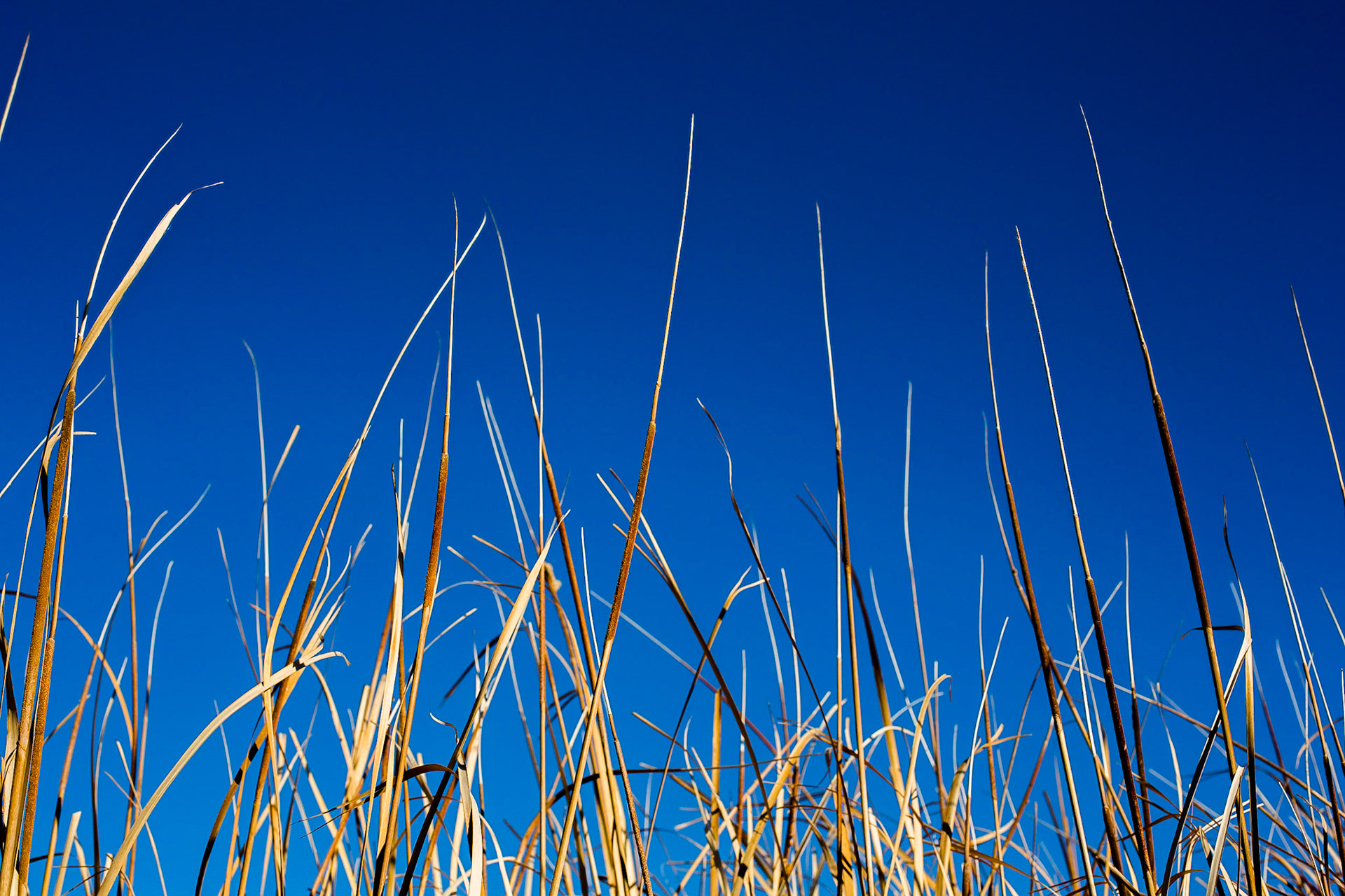 Grasslands on the outskirts of Walgett, NSW - outback Australia - with a brilliant blue sky
