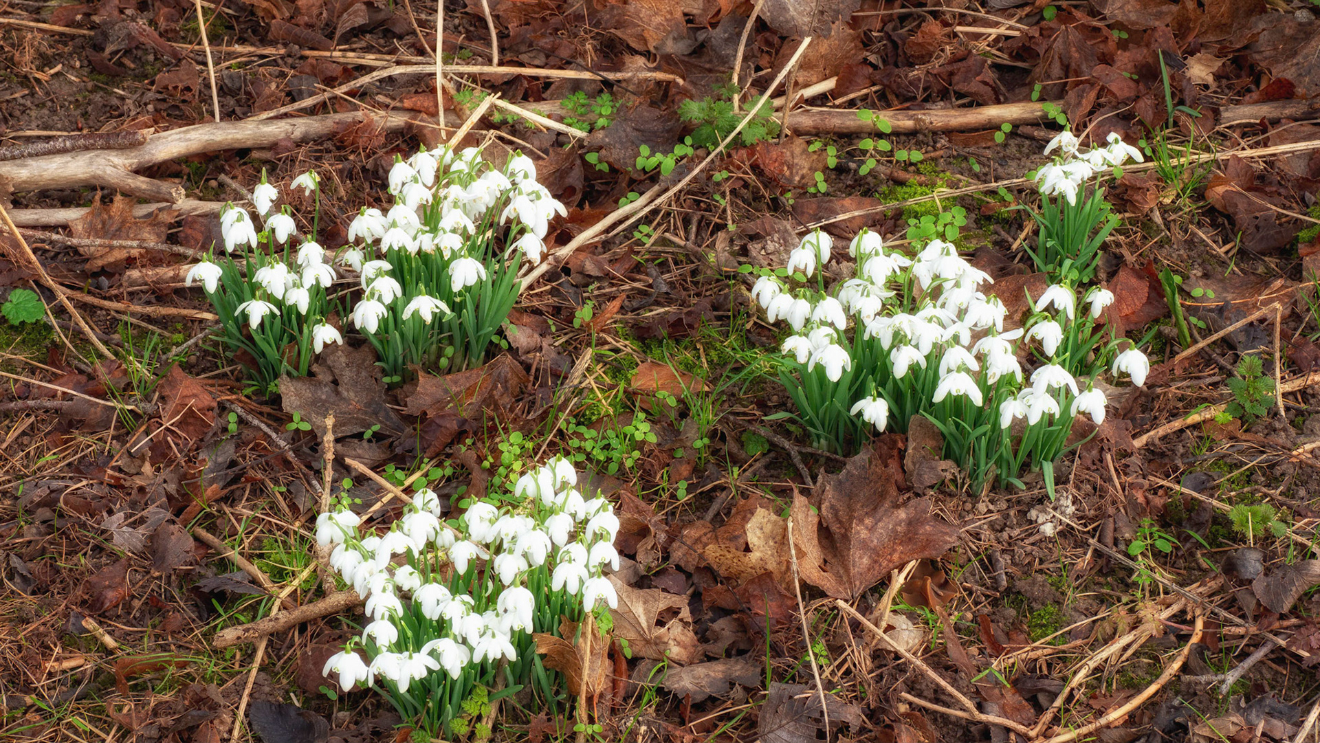 Snowdrops at Letcombe Valley Nature Reserve