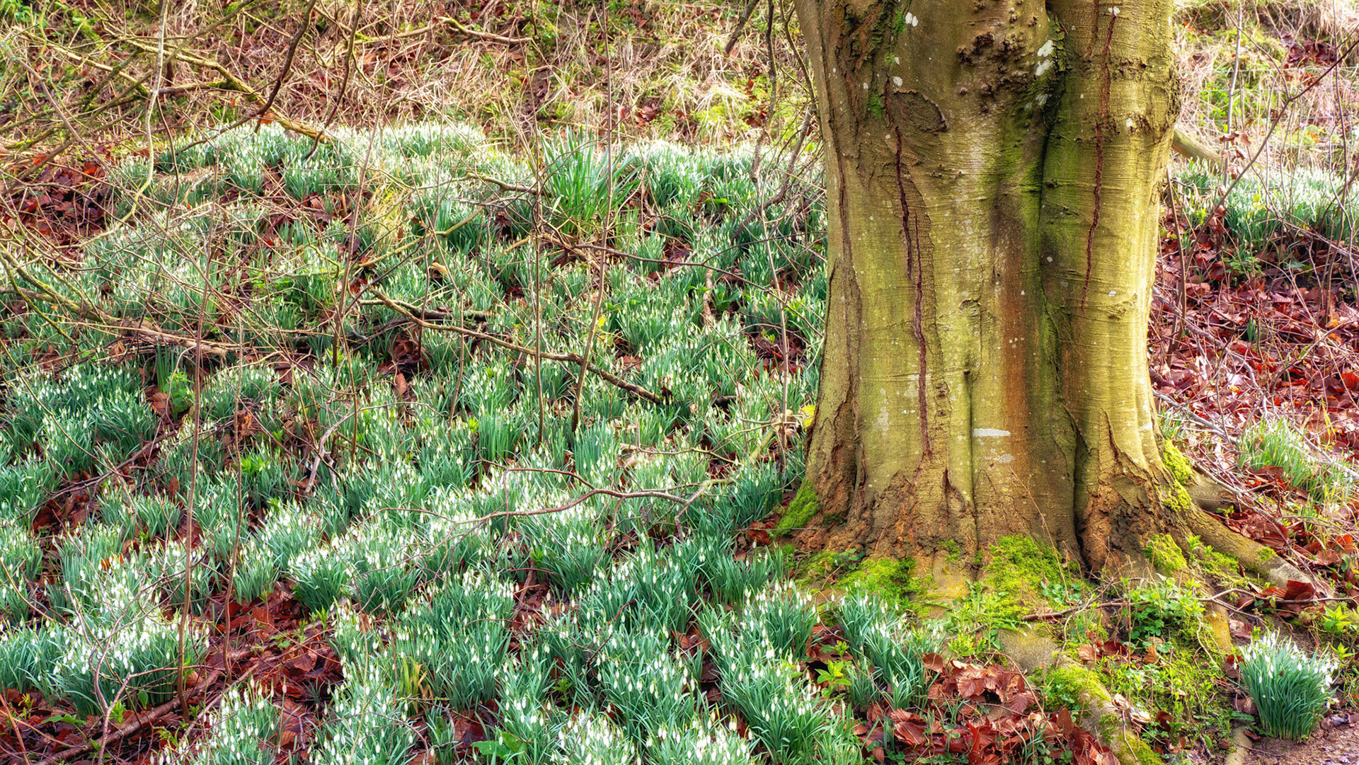 Snowdrops at Letcombe Valley Nature Reserve